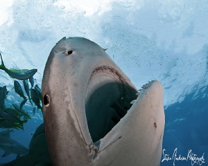 Open Wide and say ahhhhhhhhhh!!!!! Tiger Beach - Bahamas by Steven Anderson 